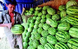 吃瓜陕西,一场吃瓜之旅的味蕾盛宴  第1张