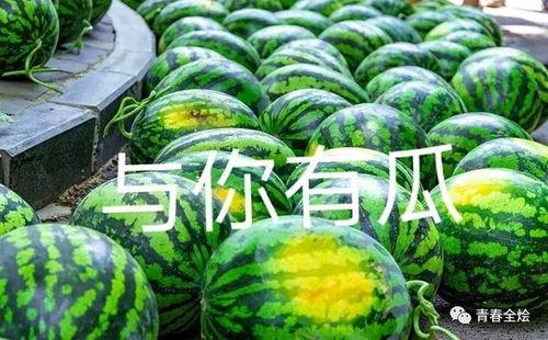 吃瓜陕西,一场吃瓜之旅的味蕾盛宴  第2张