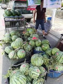 韩城的吃瓜事件  第3张