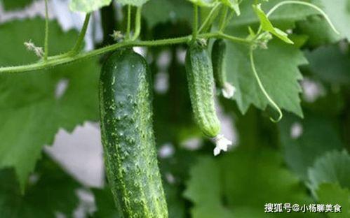 巨野吃瓜视频推荐  第3张