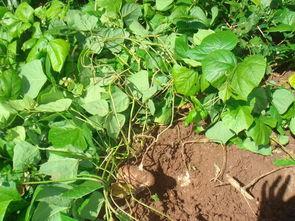 梦见在土里挖到瓜菜吃瓜  第1张