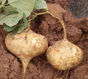 梦见在土里挖到瓜菜吃瓜  第3张