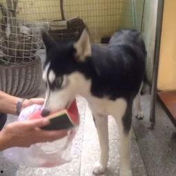 小二柴吃瓜  第1张