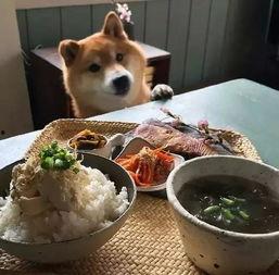 小二柴吃瓜  第2张