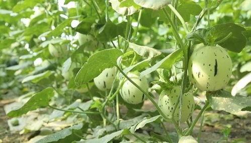 瓜州6月吃瓜  第2张