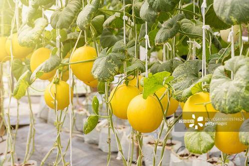 唐唐吃瓜,揭秘娱乐圈那些不为人知的幕后故事  第3张