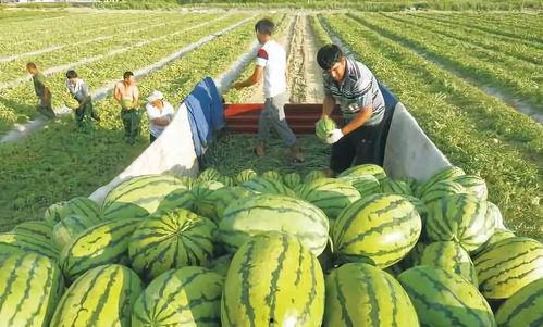 右滑吃瓜图片  第1张