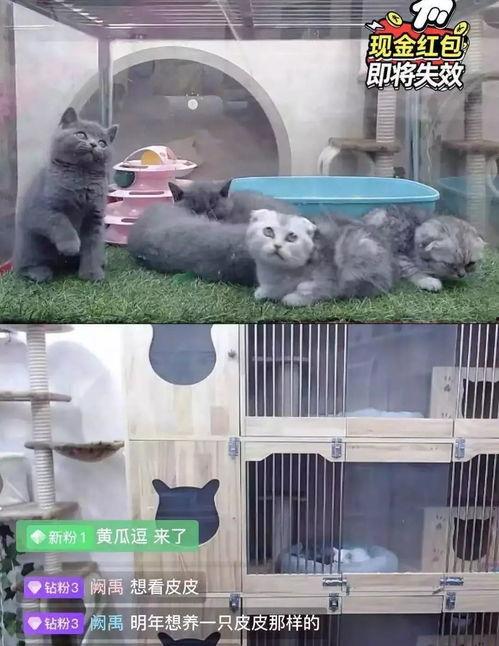 炸裂吃瓜直播间,揭秘娱乐圈幕后风云  第1张