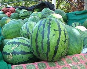 圆方瓜怎么吃视频,视频教你轻松上手  第3张