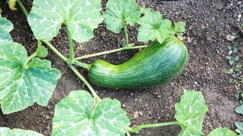 腹泻可以吃瓠瓜吗,腹泻期间适宜食用瓠瓜的饮食建议  第1张