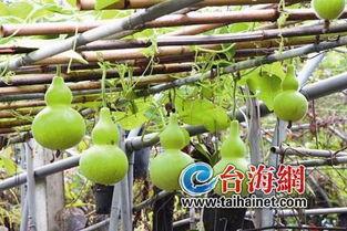 吃葫芦瓜会不会解药,天然解药的秘密  第1张