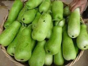 吃葫芦瓜会不会解药,天然解药的秘密  第2张