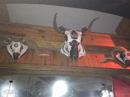 城市猎人吃瓜,揭秘吃瓜背后的秘密世界  第3张