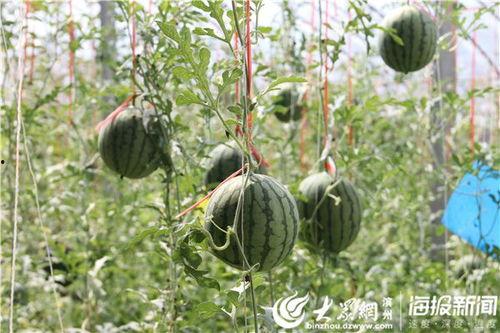 武陟的吃瓜视频,揭秘当地特色美食背后的故事  第3张