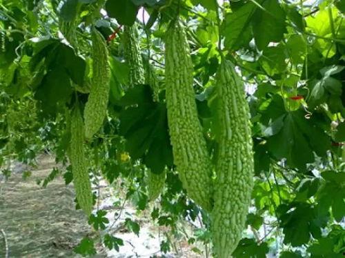 清心吃瓜,揭秘娱乐圈的甜蜜与苦涩  第1张