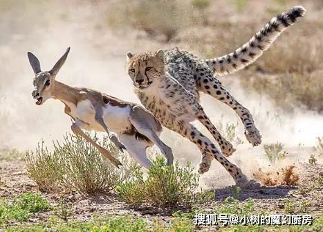 带你吃瓜健身猎豹,带你吃瓜解锁健康生活新姿势  第1张