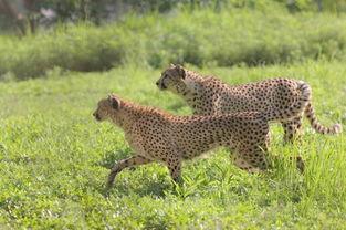 带你吃瓜健身猎豹,带你吃瓜解锁健康生活新姿势  第2张