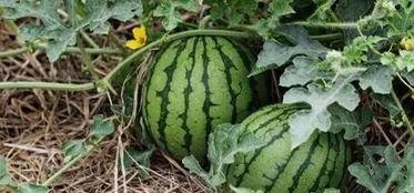 吃瓜小呆瓜,揭秘娱乐圈那些不为人知的幕后故事  第3张