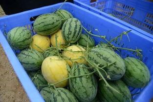 今日吃瓜大赛有啥瓜 第1张 今日吃瓜大赛有啥瓜 第1张