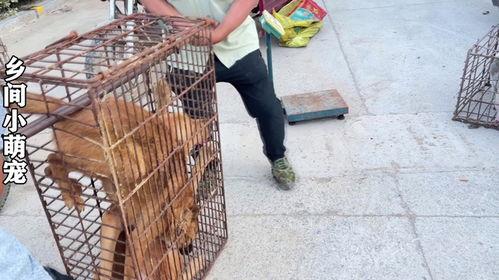 欧美夹子音吃鸡什么瓜,欧美夹子音热潮下的“吃鸡”瓜界风云 第1张 欧美夹子音吃鸡什么瓜,欧美夹子音热潮下的“吃鸡”瓜界风云 第1张