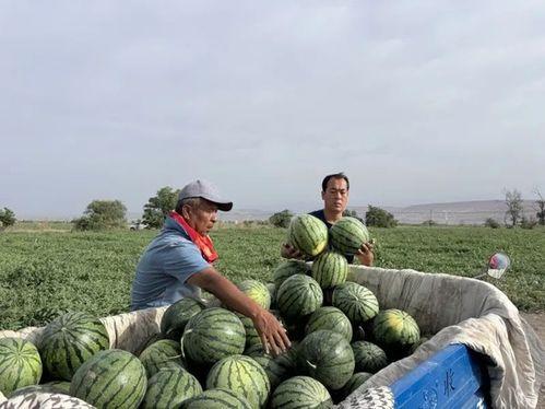 《清流吃瓜》讲了什么  第2张