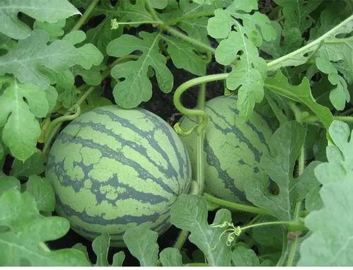 武汉夏天吃瓜,解暑消夏的武汉特色美食之旅  第3张