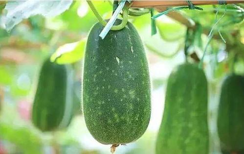 什么是吃瓜文,娱乐八卦背后的真相与趣味  第2张