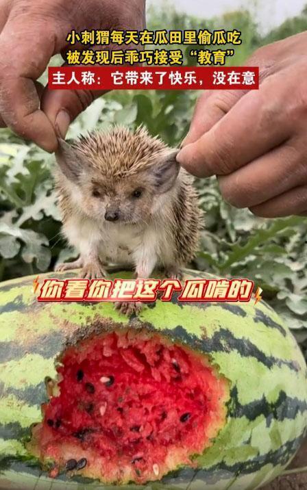 哪些动物吃瓜,揭秘哪些动物偏爱瓜类美食  第1张