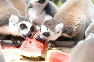 哪些动物吃瓜,揭秘哪些动物偏爱瓜类美食  第2张