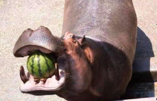 哪些动物吃瓜,揭秘哪些动物偏爱瓜类美食  第3张
