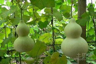 哪种葫芦瓜可吃  第1张