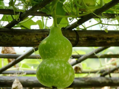 哪种葫芦瓜可吃  第3张