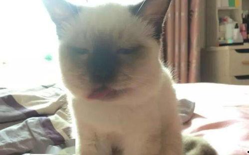 黄蜂吃瓜的吗  第3张